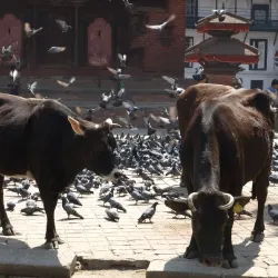 nepal_2014_41