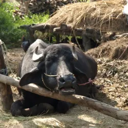 nepal_2015_9